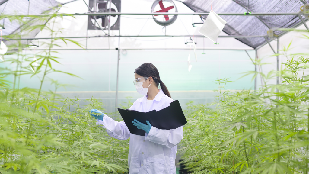 Woman wearing a lab coat and gloves touching cannabis plants in a grow facility.