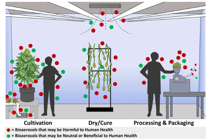 Graphic explaining the prevalence of organic matter in the air of cannabis cultivation facilities